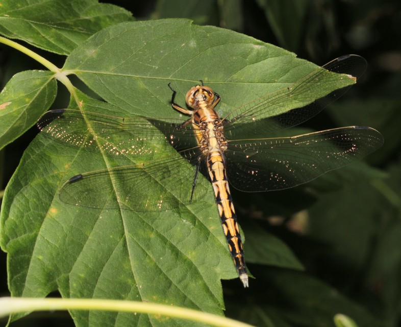 Orthetrum albistylum - fehérfarkú pásztorszitakötő