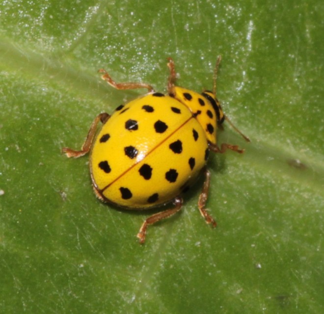 Psyllobora vigintiduopunctata - huszonkétpettyes katica