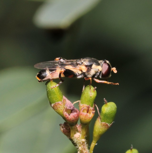 Syritta pipiens - zizegő comboslégy
