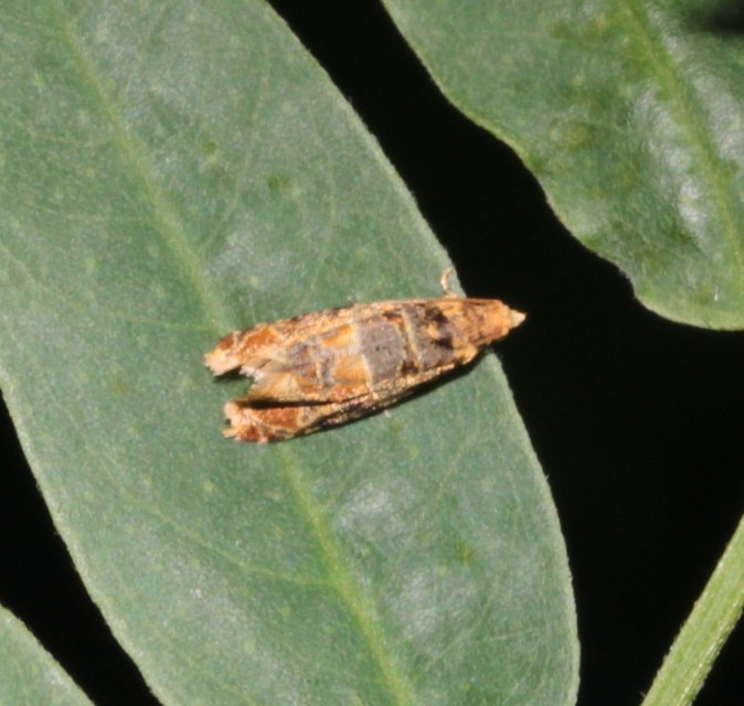 Lobesia