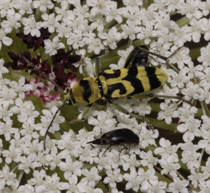 Chlorophorus varius - díszes darázscincér