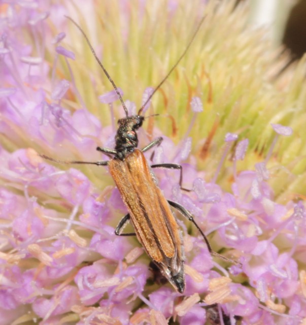 Oedemera femorata - sárgahátú álcincér