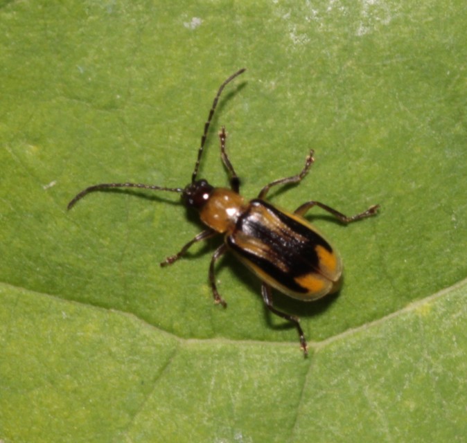 Diabrotica virgifera - amerikai kukoricabogár
