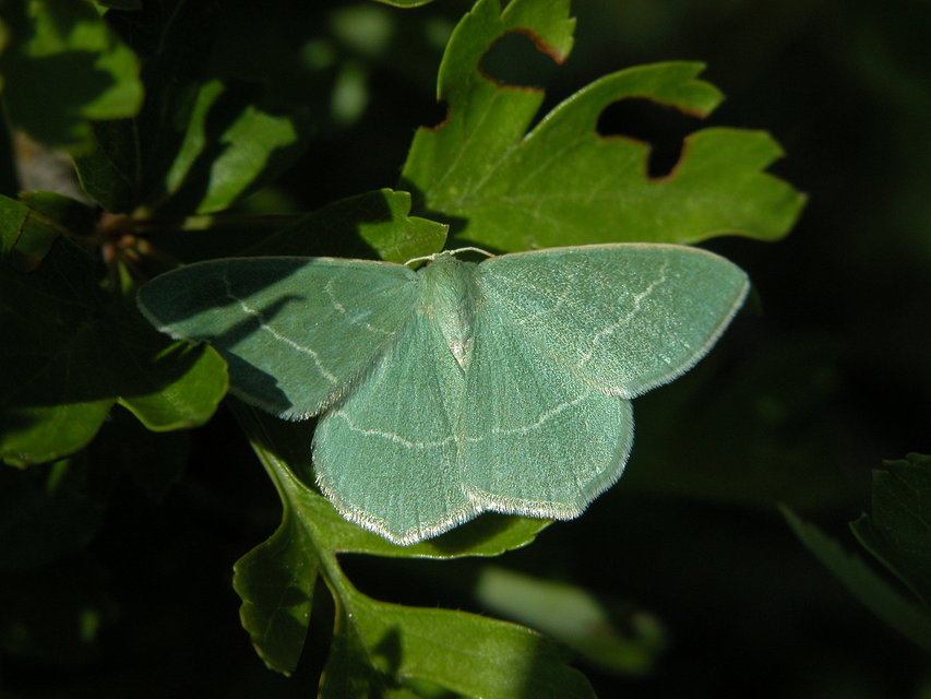 Chlorissa viridata - üdezöld araszoló