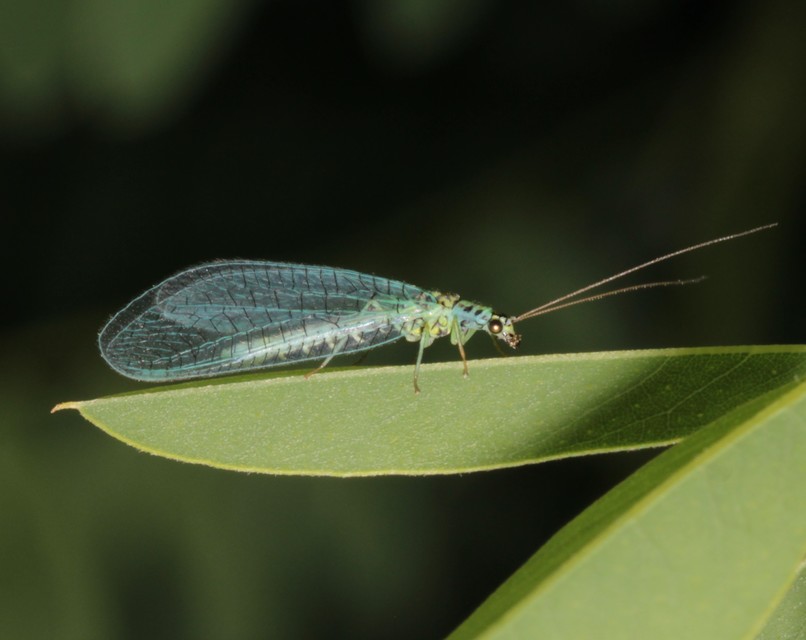 Chrysopa perla - aranyszemű fátyolka