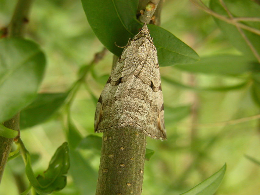 Aplocera efformata/plagiata