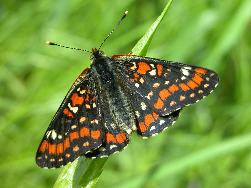 Euphydryas maturna - díszes tarkalepke