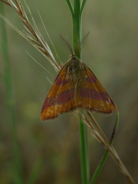 Lythria cruentaria - bíborcsíkos araszoló