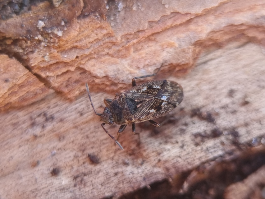 Sphragisticus nebulosus - foltos bodobács
