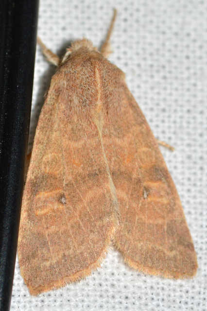 Cirrhia ocellaris - fakó sárgabagoly