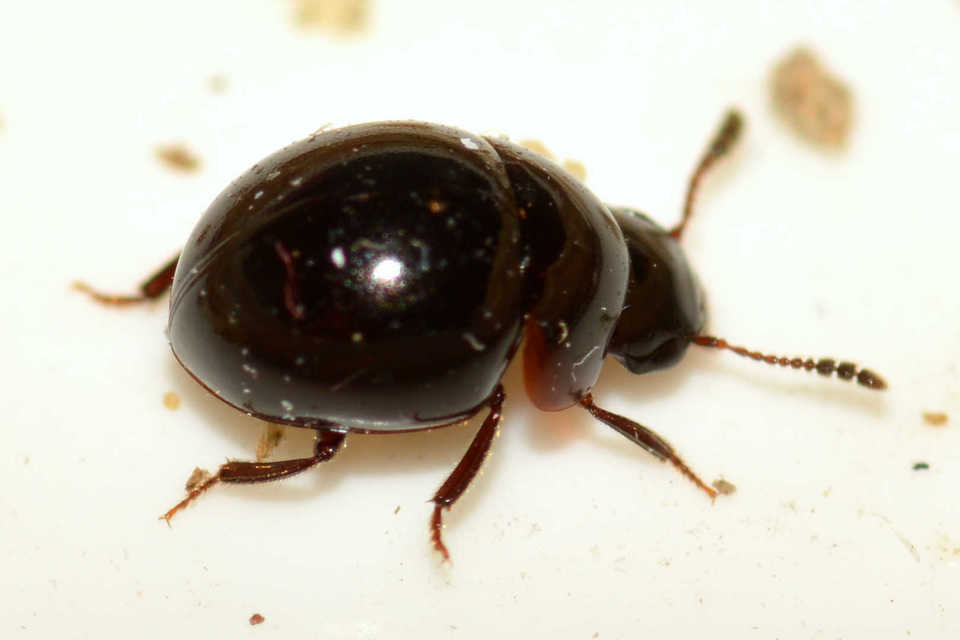 Leiodidae - pecebogárfélék Leiodidae - pecebogárfélék