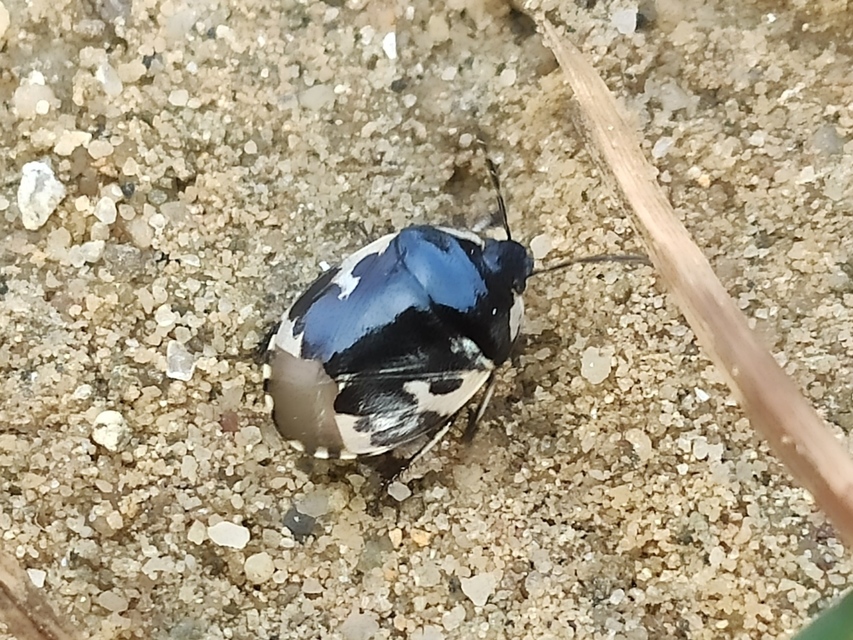 Tritomegas bicolor - foltos földipoloska