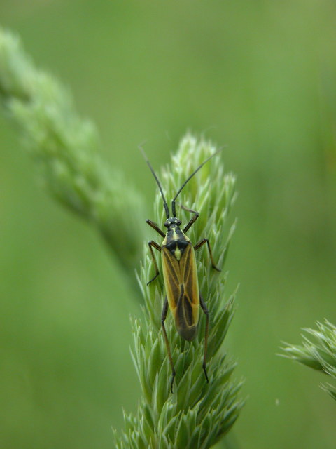 Leptopterna dolabrata - közönséges mezeipoloska