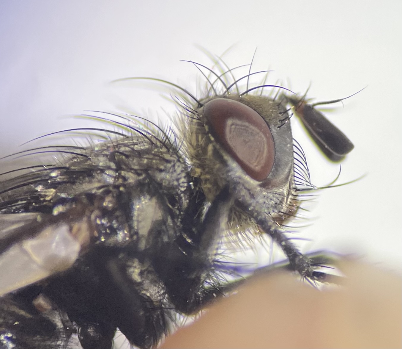 Brachicheta strigata
