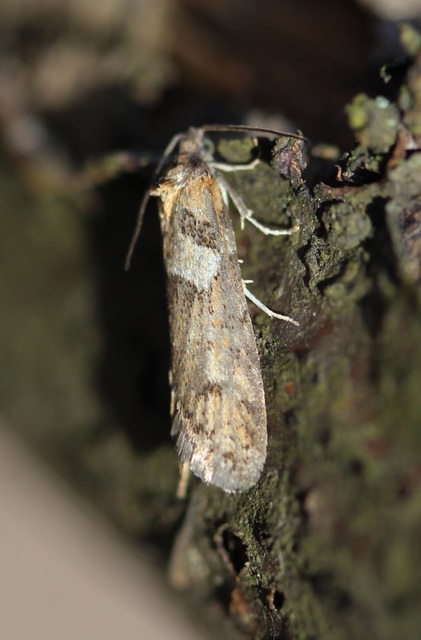 Tortricodes alternella - tavaszi sodrómoly