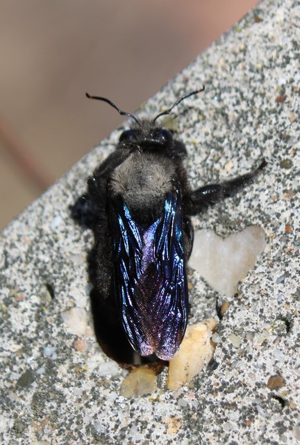 Xylocopa violacea - kék fadongó