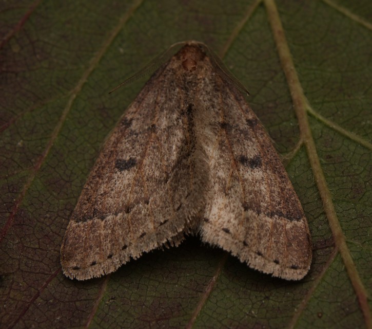 Theria rupicapraria - tavaszi kökényaraszoló