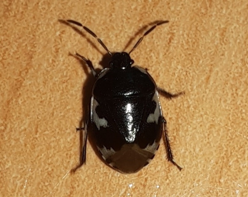 Tritomegas bicolor - foltos földipoloska