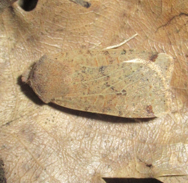 Conistra veronicae - veronika-őszibagoly