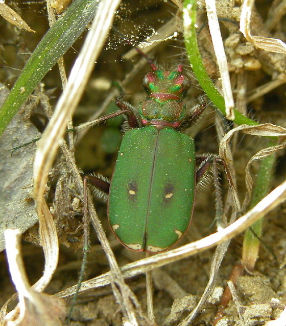 Cicindela campestris - mezei homokfutrinka