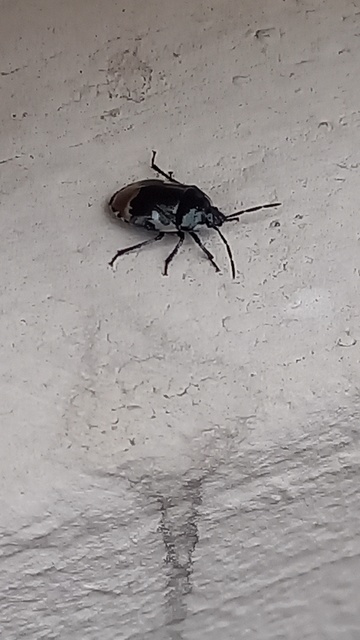 Tritomegas bicolor - foltos földipoloska