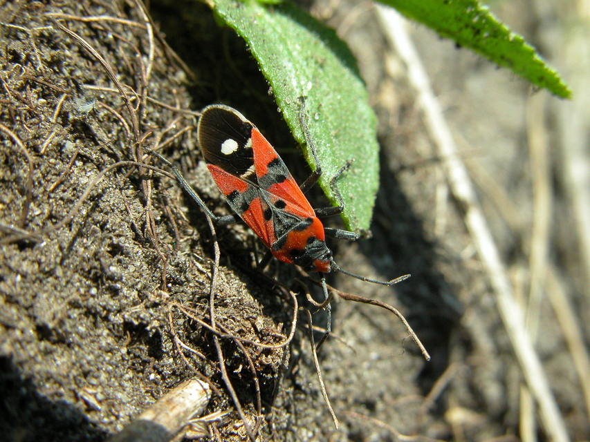 Lygaeus equestris/simulans