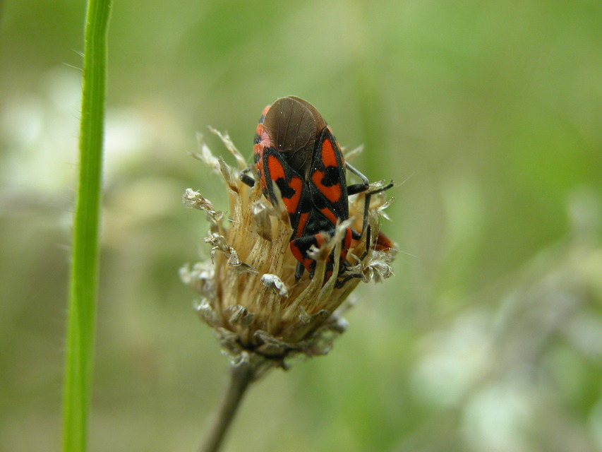 Spilostethus saxatilis - virágbodobács