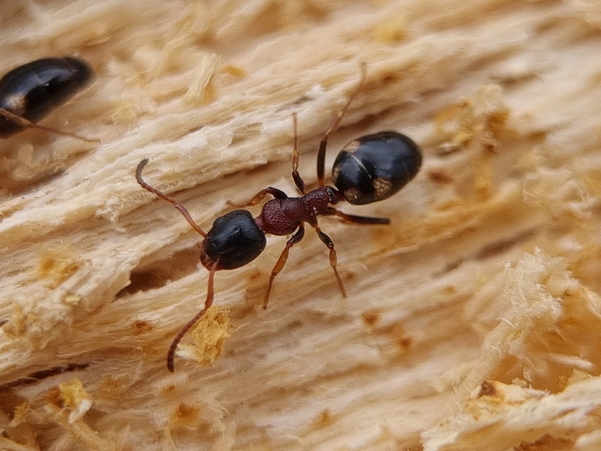 Dolichoderus quadripunctatus - négypettyes erdeihangya