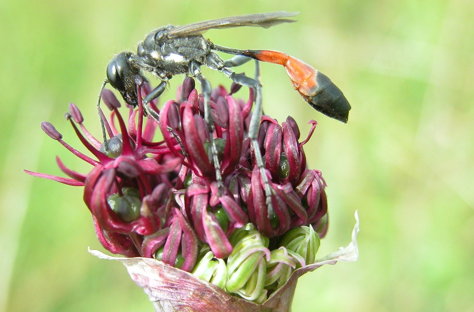 Ammophila