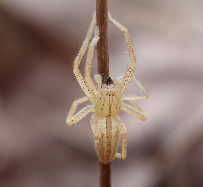 Micrommata virescens - hunyópók