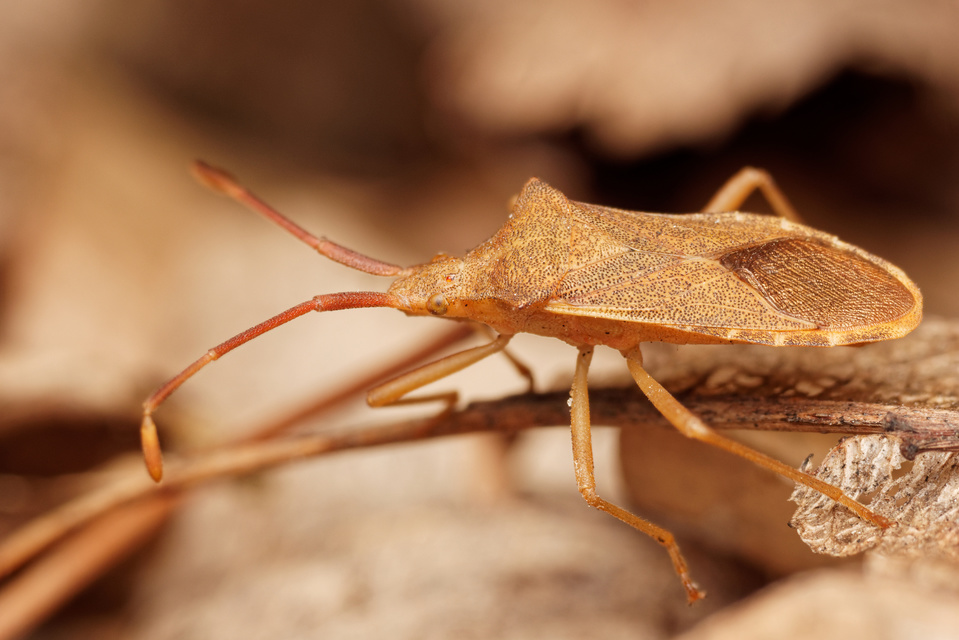 Gonocerus acuteangulatus - aranypetés karimáspoloska