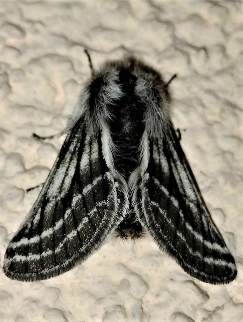 Lycia zonaria - öves tavasziaraszoló