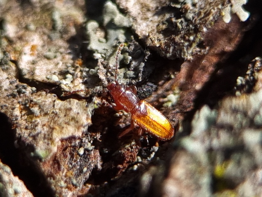 Laemophloeidae - szegélyeslapbogár-félék