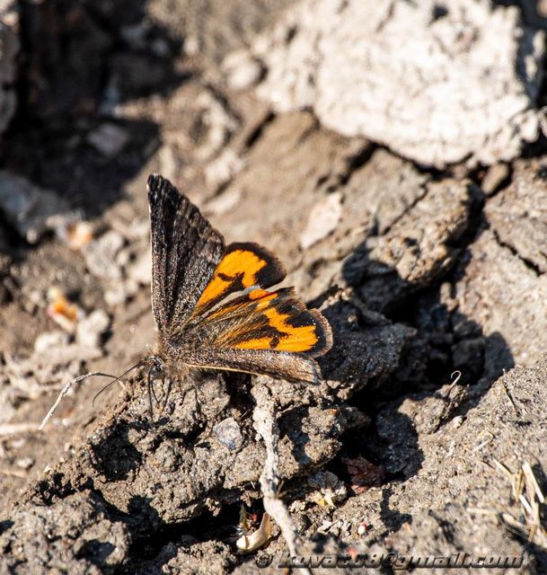 Boudinotiana notha - vörhenyes nappaliaraszoló