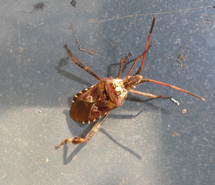 Leptoglossus occidentalis - nyugati levéllábú poloska
