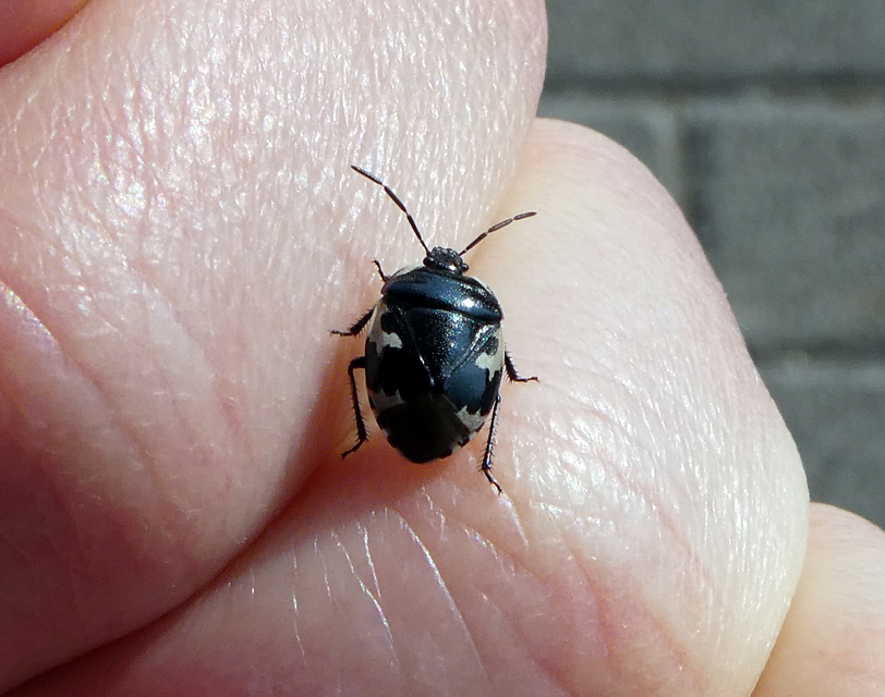 Tritomegas bicolor - foltos földipoloska