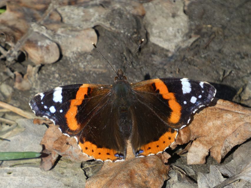 Vanessa atalanta - atalantalepke