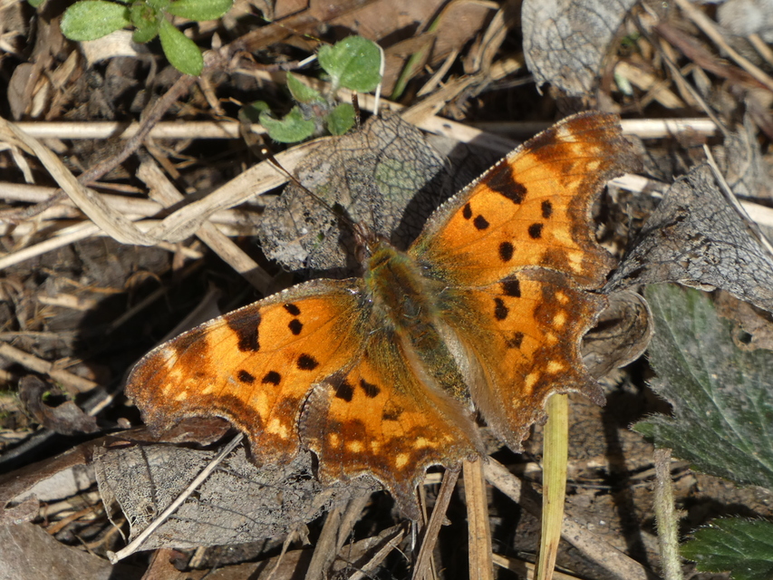 Nymphalis c-album - C-betűs lepke