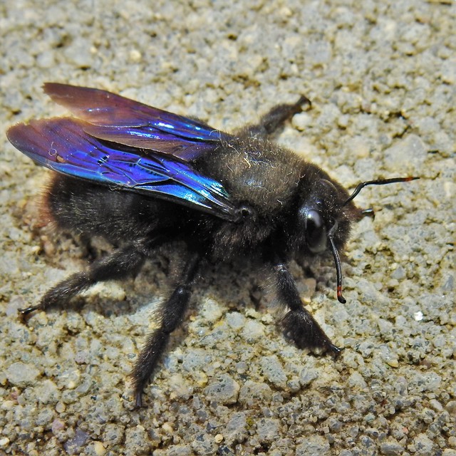 Xylocopa violacea - kék fadongó