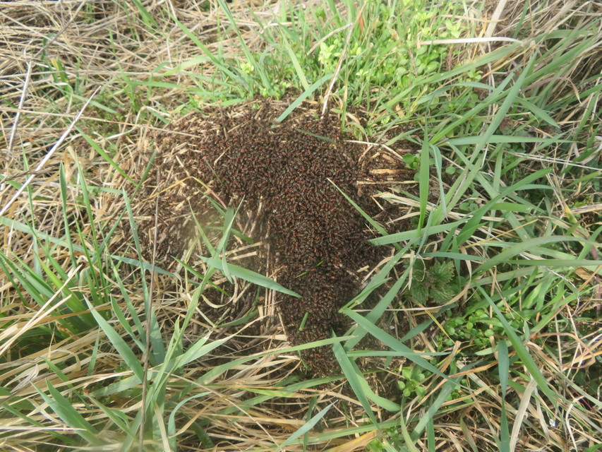 Formica pratensis - réti vöröshangya