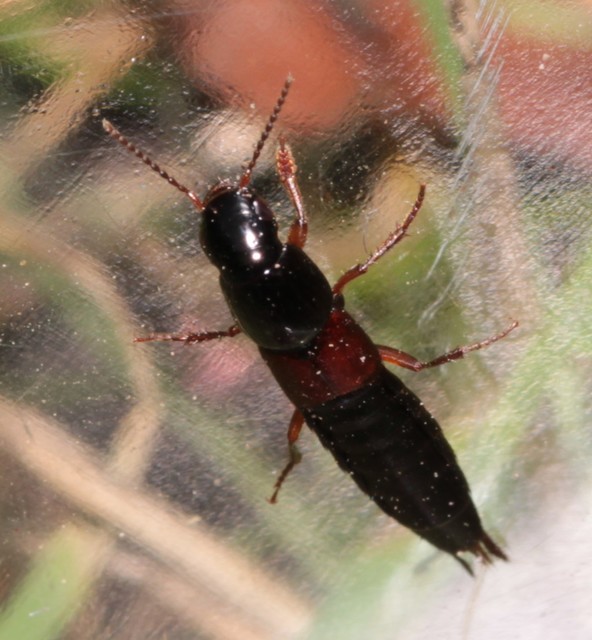 Quedius molochinus - sokalakú mohaholyva