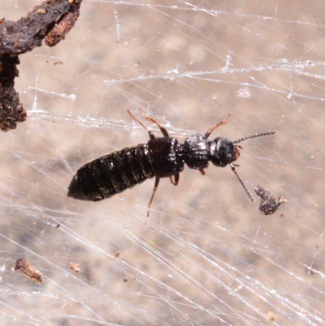 Anotylus rugosus - rovátkáshátú korhóholyva Anotylus rugosus - rovátkáshátú korhóholyva