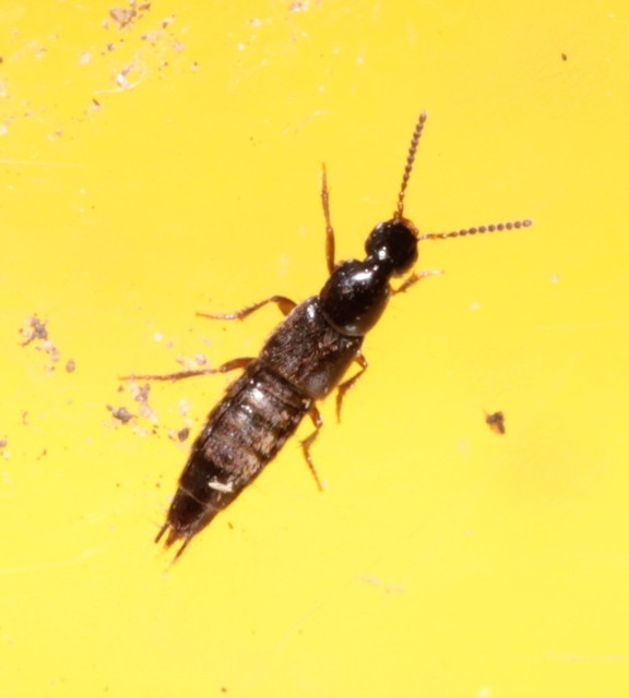 Philonthus