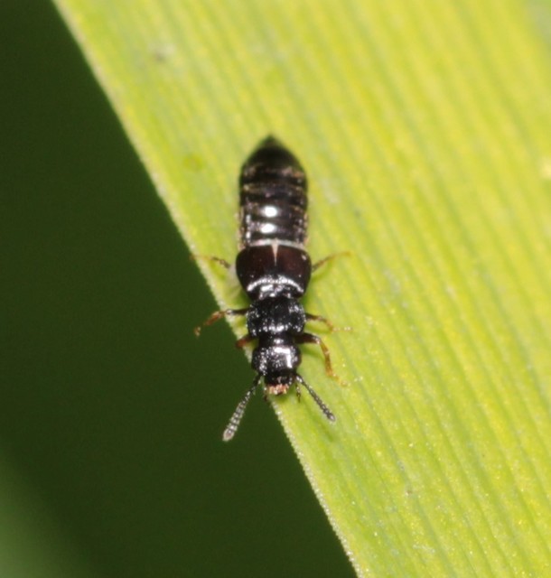 Anotylus rugosus - rovátkáshátú korhóholyva Anotylus rugosus - rovátkáshátú korhóholyva