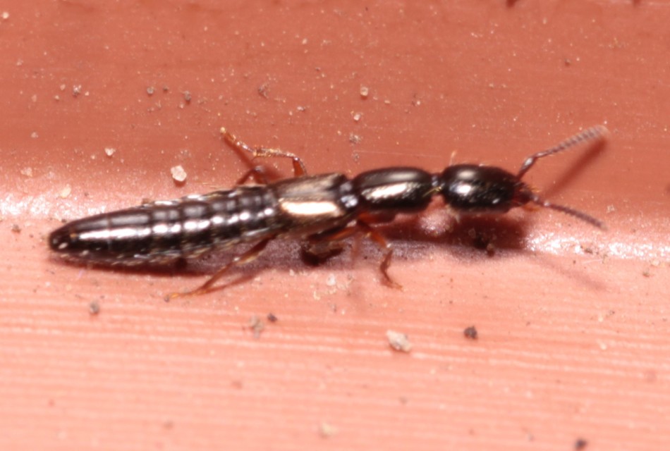Xantholinus Xantholinus
