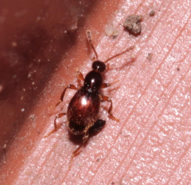 Scydmaenus tarsatus - talpas gödörkésbogár