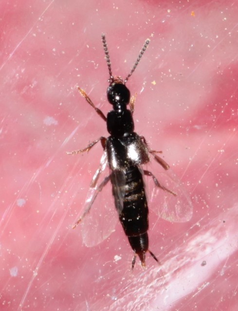 Philonthus quisquiliarius - zöldfényű ganajholyva