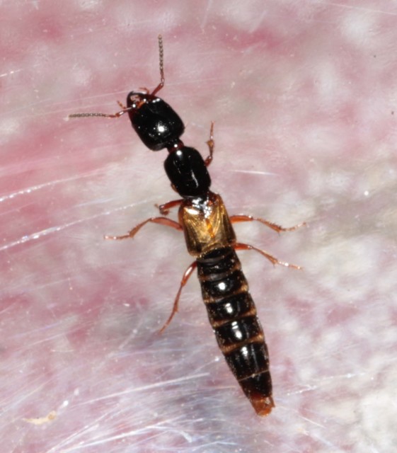 Leptophius flavocinctus - alföldi rovátkásholyva