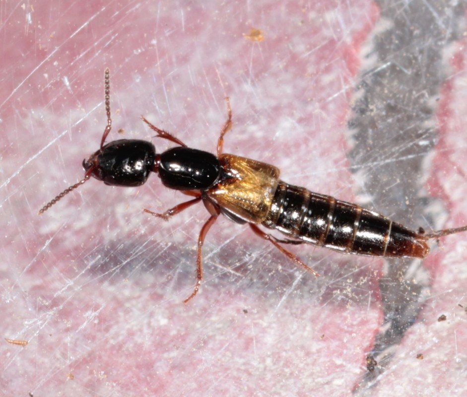 Leptophius flavocinctus - alföldi rovátkásholyva