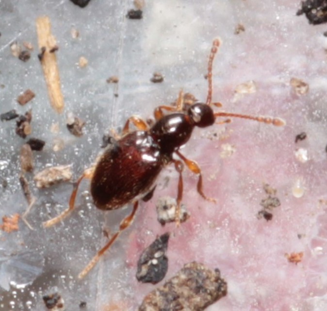Scydmaenus tarsatus - talpas gödörkésbogár